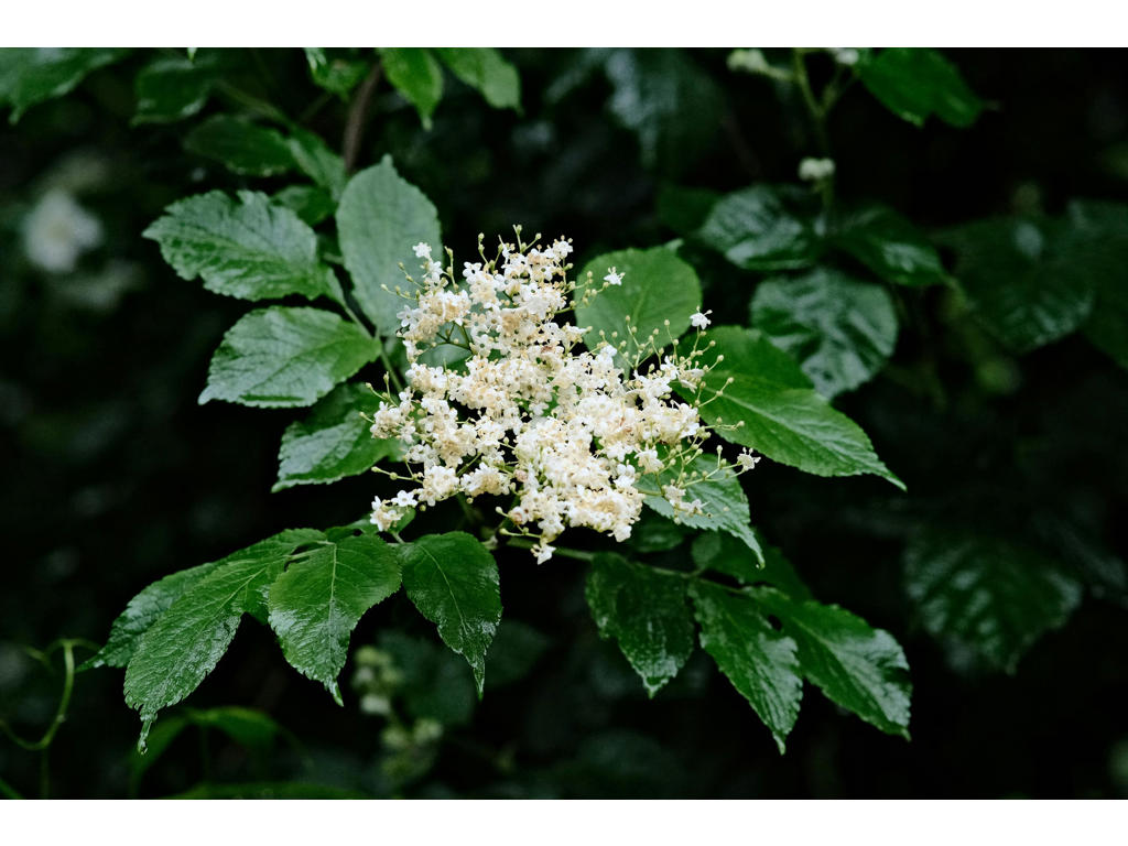 Hyldeblomst Aroma 125 ml