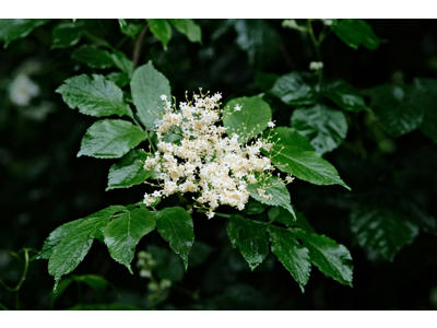 Hyldeblomst Aroma 125 ml