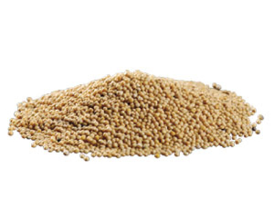 Sennepsfrø hel gul 1 kg