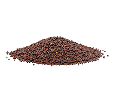 Sennepsfrø hel brun serapta 1 kg